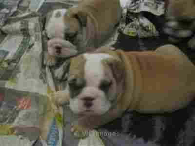 Fully Weaned marvelous Bulldog puppies - Photo 1