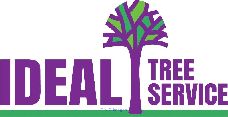 Ideal Tree Service - Photo 1